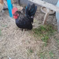 خروس جانپیز|حیوانات مزرعه|رشت, شهرک آیت الله منتظری|دیوار