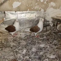 دوبال خال دار دوکت|پرنده|مینودشت, |دیوار