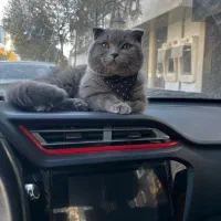 گربه اسکاتیش جهت جفتگیری