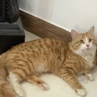 واگذاری گربه نر