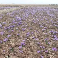 تیلر زنی زعفران|خدمات باغبانی و درختکاری|خرم‌آباد, |دیوار