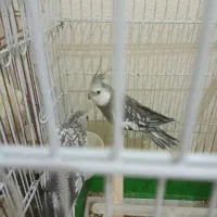 عروس هلندی|حراج|شاهین‌شهر, طالقانی|دیوار