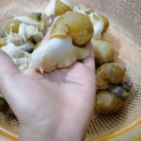 خاویار حلزون|خزنده|بومهن, |دیوار