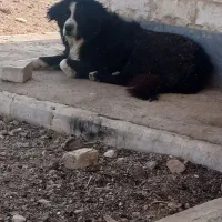سگ گله|سگ|باغستان, |دیوار