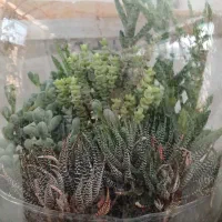 گلهای آپارتمانی جزئی وعمده|گل و گیاه طبیعی|مشهد, بهارستان|دیوار