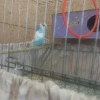 جفت مرغ عشق مولد کار داده با لوازم و قفس|پرنده|فردیس, سرحدی|دیوار