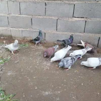 10تا کفتر پرشی ذات دار