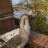 غاز. بوغلمون. خروس دو رگ.|حیوانات مزرعه|گنبد کاووس, |دیوار