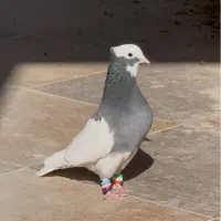 طوقی سبز ماده سه بر قفل