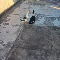 اردک و مرغابی