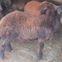 نر بره و ماده افشاری|حیوانات مزرعه|علیآباد کتول, |دیوار