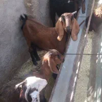 بزو بزغاله پاکستانی