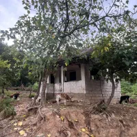 زمین مسکونی روبروی تالاب سوختکوه|فروش زمین و ملک کلنگی|لاهیجان, شیخ زاهد|دیوار