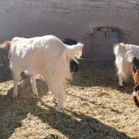 بزجوان|حیوانات مزرعه|سرایان, |دیوار