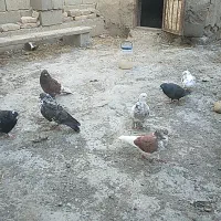 کبوتر ‌‌عالی‌وه‌سرحال‌‌‌‌کفتر‌حرف‌نداره