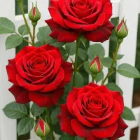 نیازمنده نگهبانی و سرایداری ام