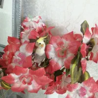 جوجه عروس هلندی تقریبا دوماهه به فروش میرسه|پرنده|سبزوار, شهرک اندیشه|دیوار