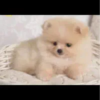 سگ پامرانین|سگ|مرودشت, پشت سایپا‎|دیوار