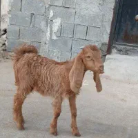 فروش پازن و کهره نر|حیوانات مزرعه|برازجان, |دیوار