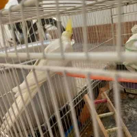 عروس هلندی جفت تخمگذار|پرنده|تربت جام, شهرک معلم|دیوار