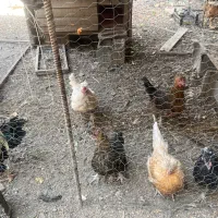 شش عدد مرغ و دو خروس بومی