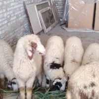 ۶ عدد بره یا گوسفند