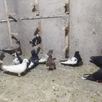 کفتر|پرنده|شیراز, شهرک کوشکک|دیوار