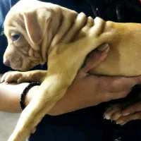 واگذاری سگ پیتبول