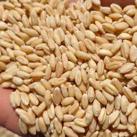 گندم بذری درجه یک