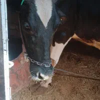 گاوشیری باگوساله نر خارجی|حیوانات مزرعه|زابل, |دیوار