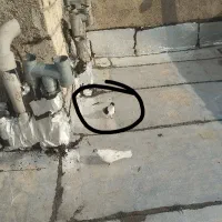 کفتر ساده سیاه یا همون شیرازی