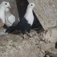 کلاغ نر|پرنده|نیشابور, مازول|دیوار