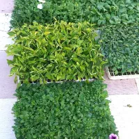 فروش نشا انواع صیفی جات و توت فرنگی