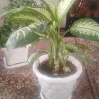 گل و گیاه|گل و گیاه طبیعی|جوانرود, |دیوار