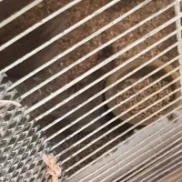 سهره خاکی قناری طوطی عروس هلندی|پرنده|اهواز, فاز ۱ پادادشهر|دیوار