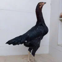 مرغ لاری اصل جوان