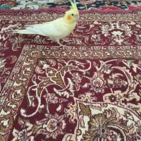 عروس هلندی ماده