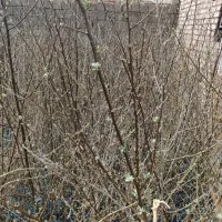 نهال های اصلاح شده سنجدسرخ گلدانی دربار آماده کاشت|خدمات باغبانی و درختکاری|تهران, راه آهن|دیوار