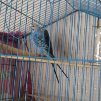 گل های زیبا