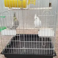 عروس هلندی معاوضه با سهره|پرنده|هرسین, |دیوار