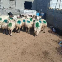 16راس میش جوان آبستن