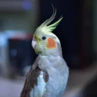 عروس هلندی|پرنده|مشگین شهر, |دیوار