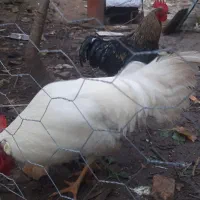 خروس|حیوانات مزرعه|بهشهر, |دیوار