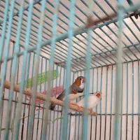 فنچ درشت|پرنده|همدان, |دیوار
