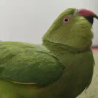 طوطی ملنگو عروس هلندی