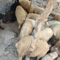 گوسفند کاور بره