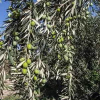 باغ زیتون و انار