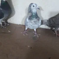 کبوتر پلاکی|پرنده|همدان, |دیوار