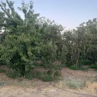 ۴۵۰مترسنددارشهرکیجاباندماونداقساط۵ماه)اببرقگاز|فروش زمین و ملک کلنگی|جاجرود, |دیوار