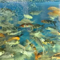 ماهیهای زینتی کاسپین (عمده و خرده)|ماهی|اردبیل, |دیوار